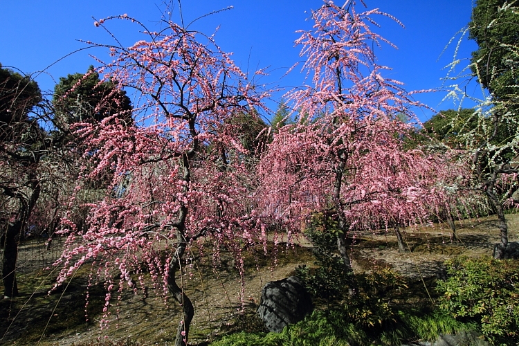 城南宮_e0051888_2358486.jpg