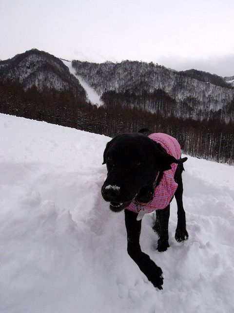 水上に寄り道して雪遊び　14 Feb 2011_a0093592_1145591.jpg