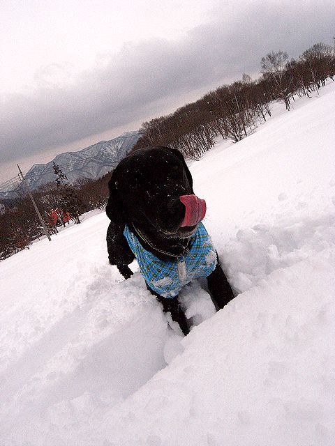 水上に寄り道して雪遊び　14 Feb 2011_a0093592_1154821.jpg