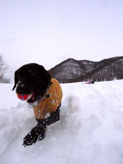 水上に寄り道して雪遊び　14 Feb 2011_a0093592_1201935.jpg