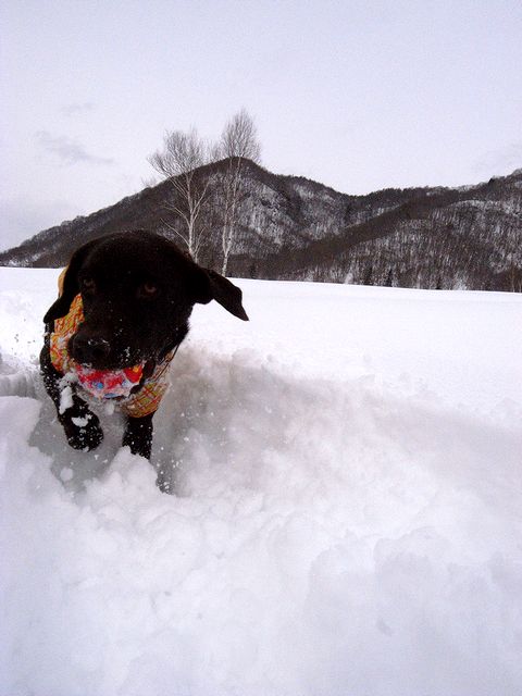 水上に寄り道して雪遊び　14 Feb 2011_a0093592_120468.jpg