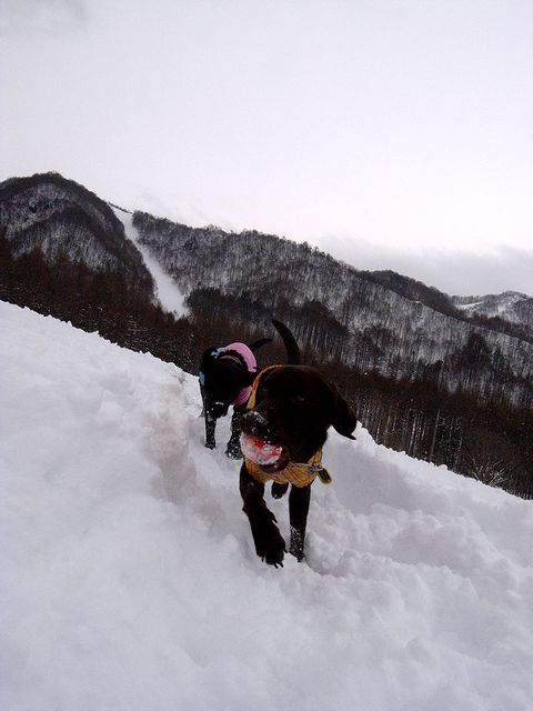 水上に寄り道して雪遊び　14 Feb 2011_a0093592_121792.jpg