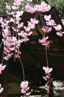 エドヒガン (桜③ 江戸の花と木)_c0187004_1614436.jpg