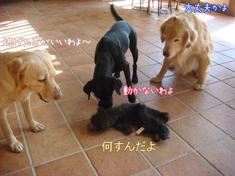 f0064906_19555092.jpg