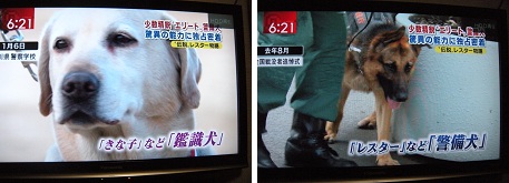 スーパーエリート犬 パルちんライフ ｖｅｒ2