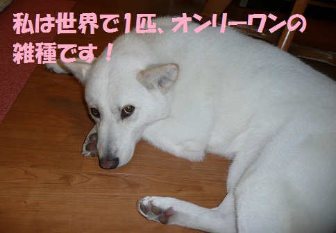 日本犬を迎えるということ もももの部屋 怖がりゆえに攻撃的な秋田犬のタイガ 老犬雑種 のベスの共同生活 保護活動の記録です 時々お空のモカも登場