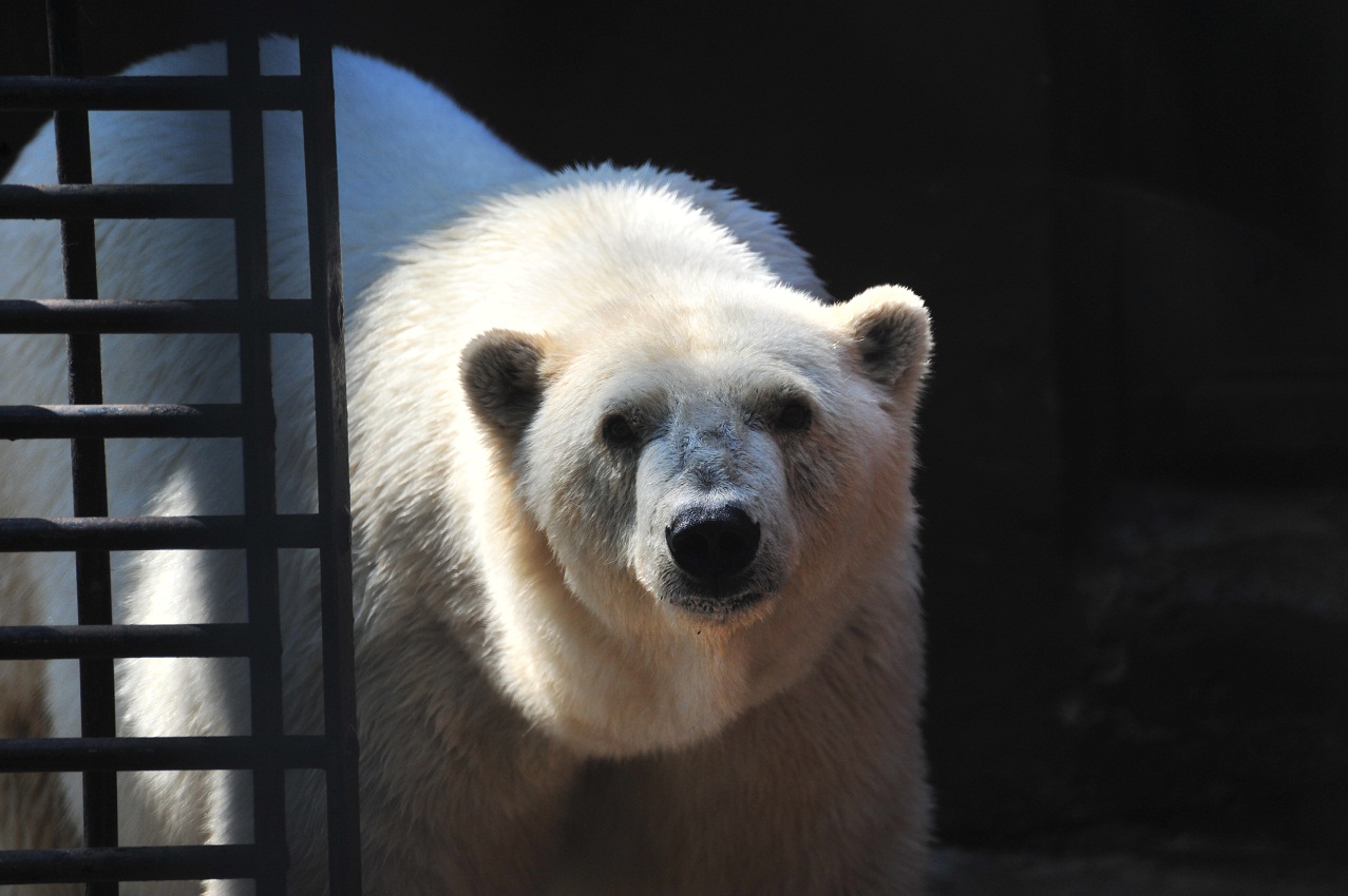 ロシア・ペルミ動物園、アンデルマの表情(2) ~ その存在への認識_a0151913_1471536.jpg