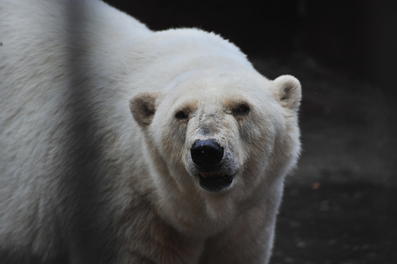 ロシア・ペルミ動物園、アンデルマの表情(2) ~ その存在への認識_a0151913_1481341.jpg