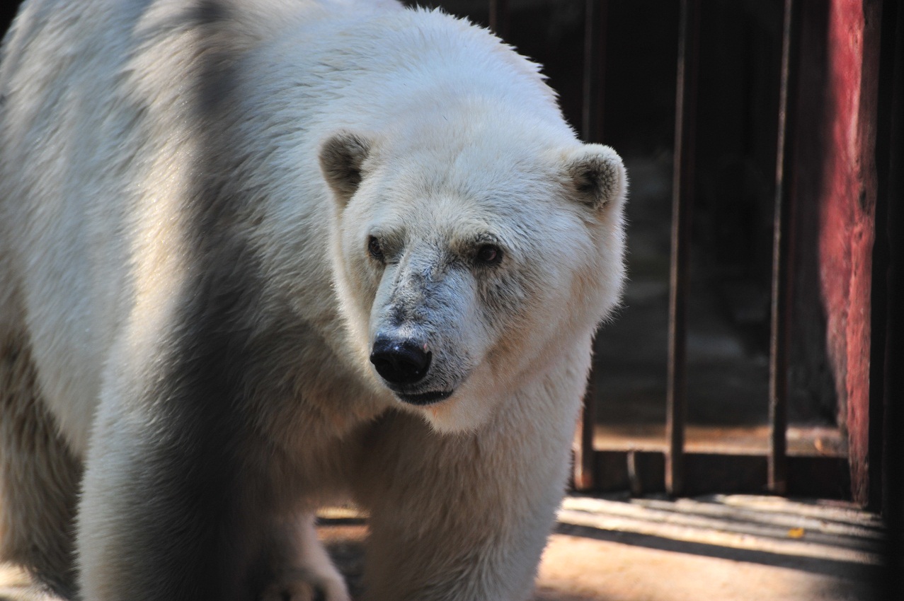 ロシア・ペルミ動物園、アンデルマの表情(2) ~ その存在への認識_a0151913_1485735.jpg