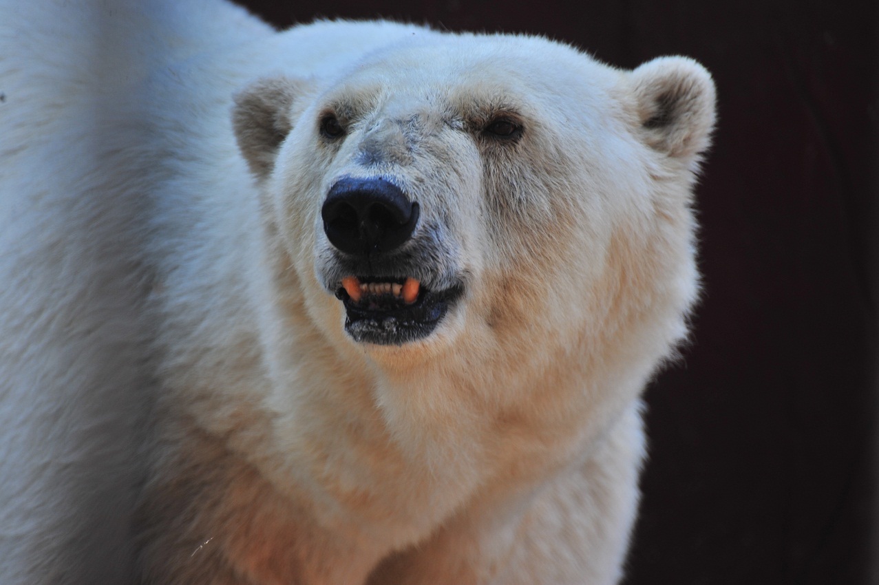 ロシア・ペルミ動物園、アンデルマの表情(2) ~ その存在への認識_a0151913_1494213.jpg