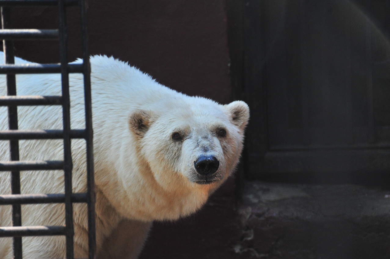 ロシア・ペルミ動物園、アンデルマの表情(2) ~ その存在への認識_a0151913_1501287.jpg