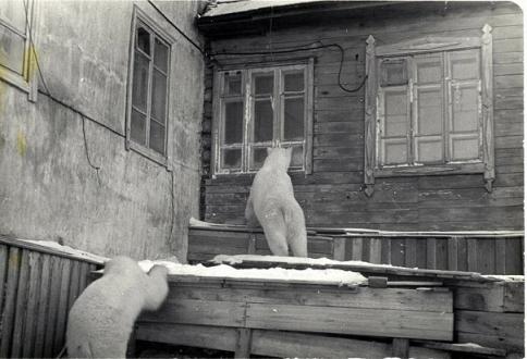 ロシア・ペルミ動物園、アンデルマの表情(2) ~ その存在への認識_a0151913_19475820.jpg