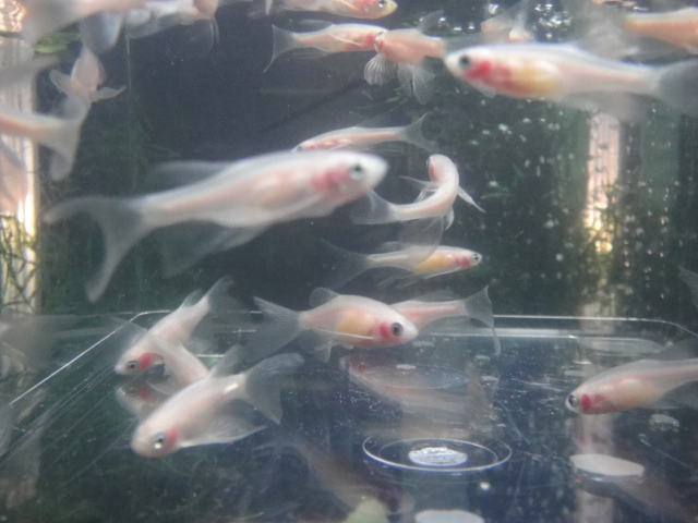 熱帯魚・水草_f0189122_1324101.jpg