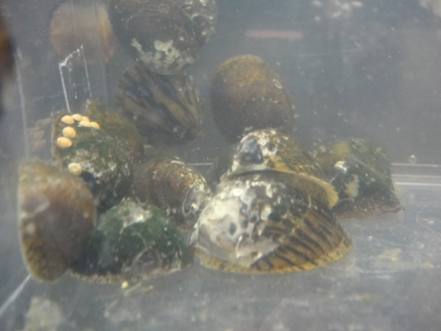 熱帯魚・水草_f0189122_13304422.jpg