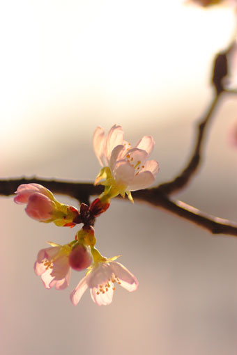 3月11日“桜咲く～♪”_d0069235_23243140.jpg