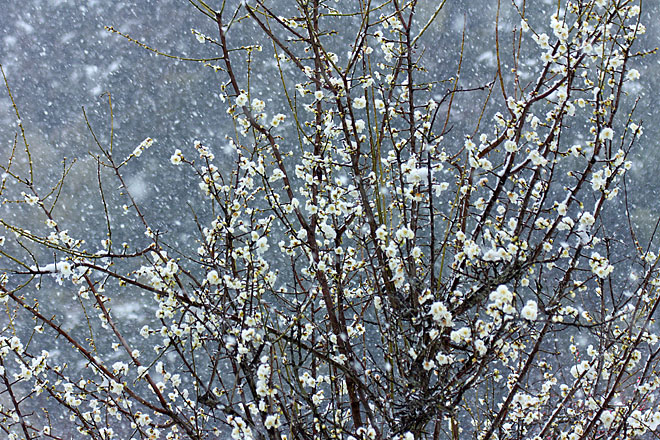 梅に雪~白梅~_c0067040_2391824.jpg