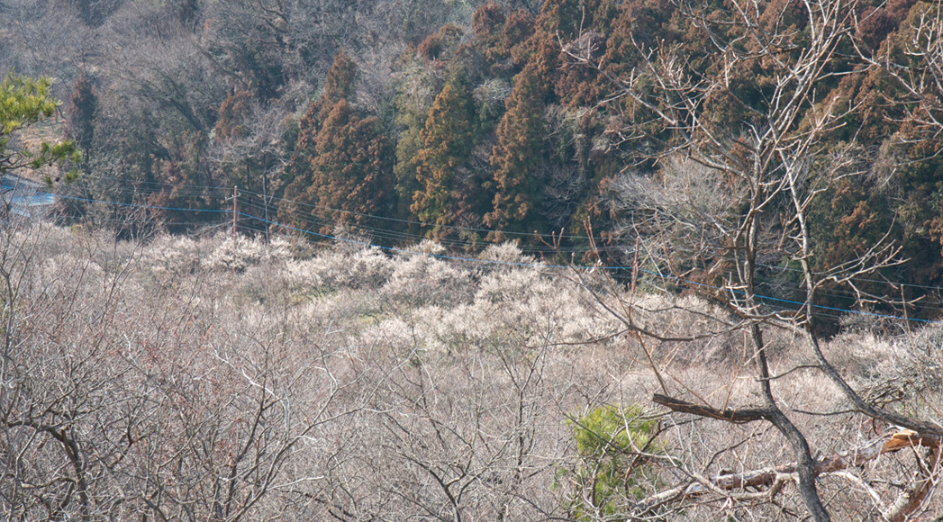 足利 蕎遊庵〜織姫山〜西渓園_e0127948_14115027.jpg