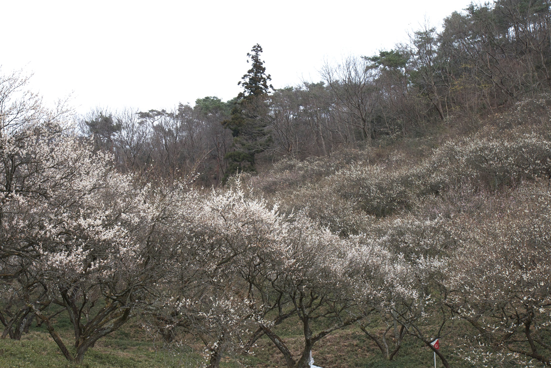 足利 蕎遊庵〜織姫山〜西渓園_e0127948_1416660.jpg