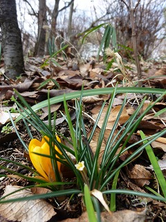 SPRING♪　　小さなベランダにも・・・_a0165160_693483.jpg