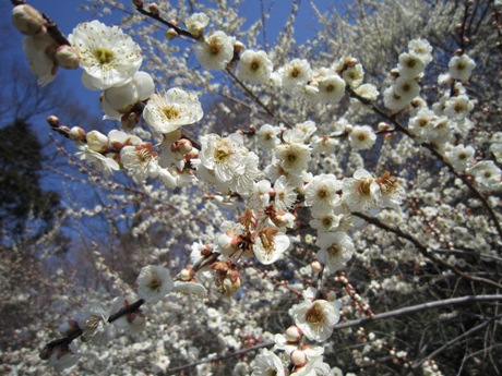 c0127460_1556554.jpg