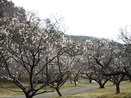 c0127460_18391167.jpg