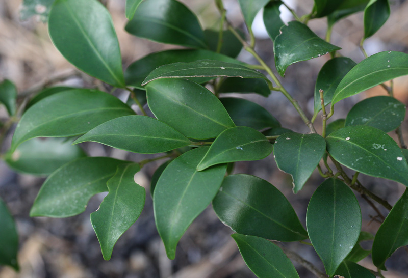 ツゲモチ Ilex goshiensis : 鳥平の自然だより（植物編）