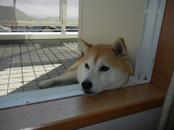 3月10日(木)キャ~!キョンが出た~!_f0060461_15235698.jpg