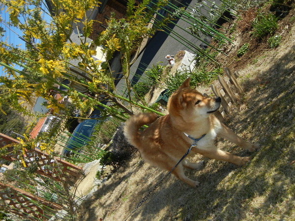 3月10日(木)キャ~!キョンが出た~!_f0060461_1564413.jpg