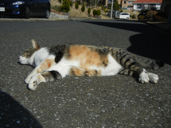 3月10日(木)キャ~!キョンが出た~!_f0060461_1584169.jpg