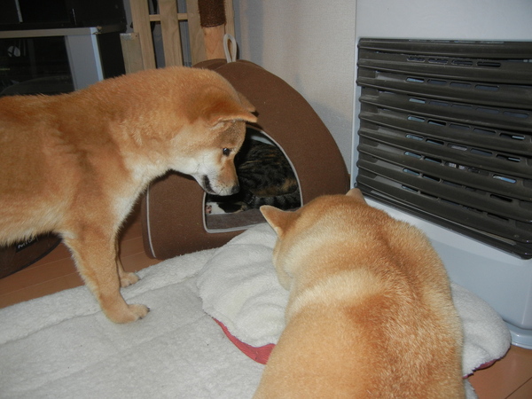 3月10日(木)キャ~!キョンが出た~!_f0060461_175764.jpg