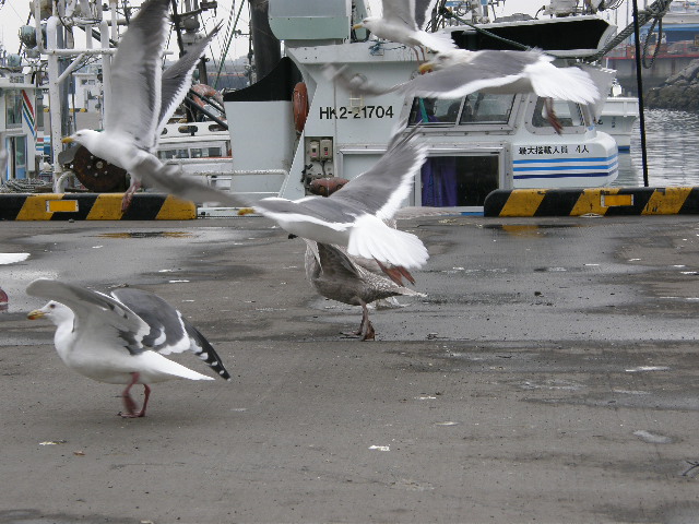 漁港のカモメ　完全版_d0153062_9142935.jpg