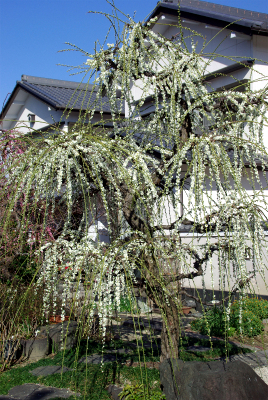 f0106664_1885837.jpg