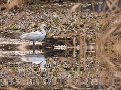 d0102968_128409.gif
