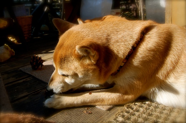 松ぼっくりの使い道 柴犬と楽しむ庭と生活 松ぼっくりの使い道 柴犬と楽しむ庭と生活