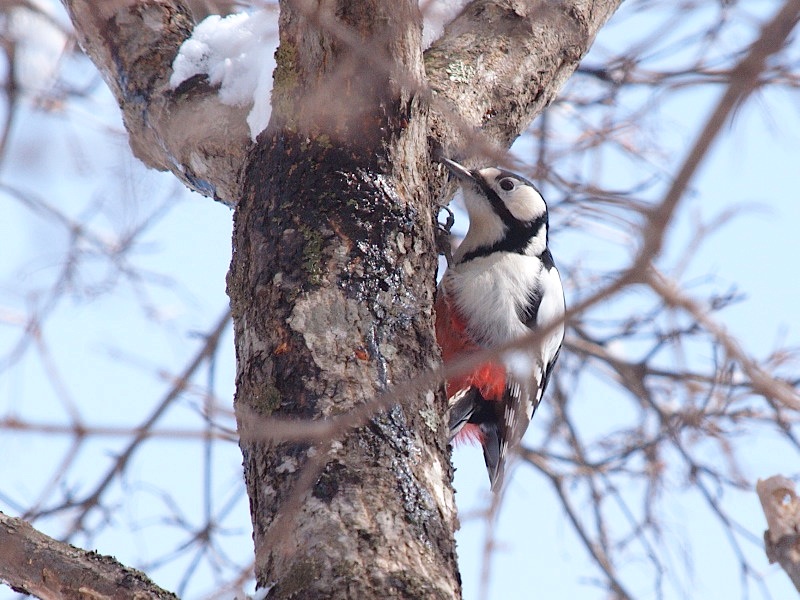 アカゲラ_b0162791_17382920.jpg