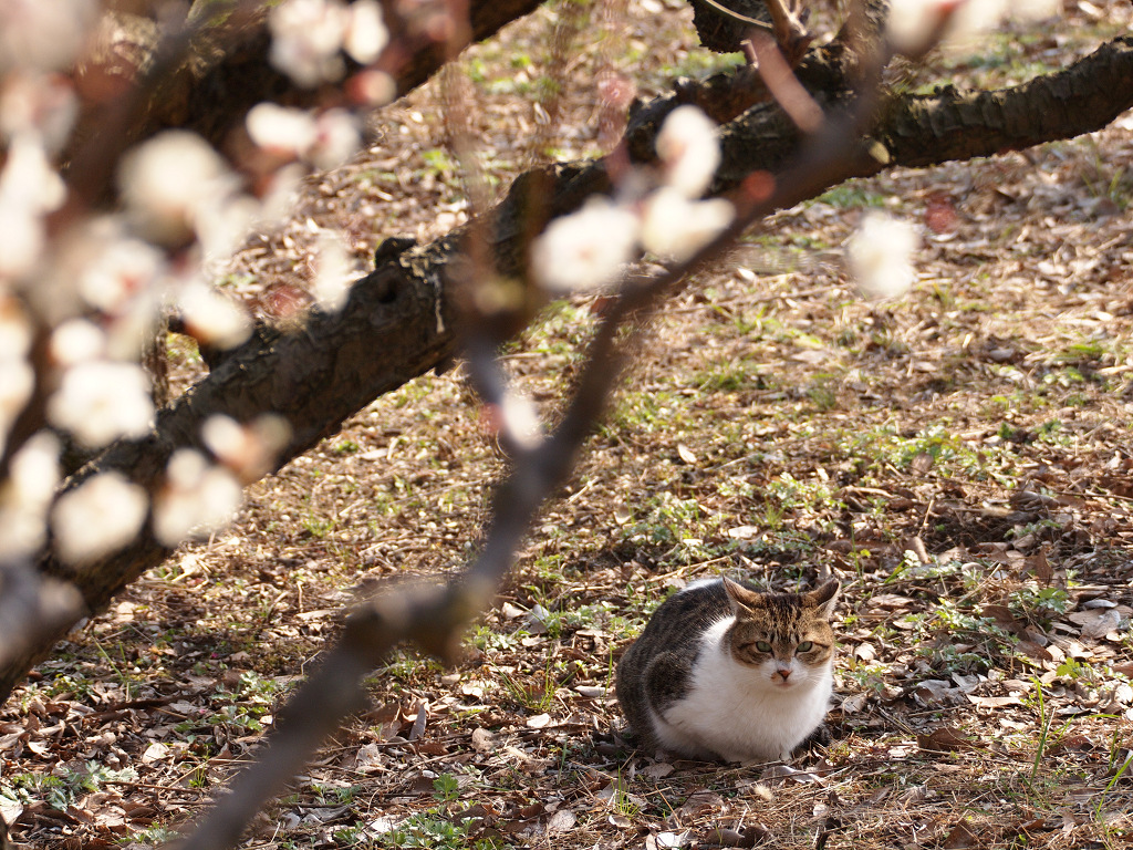 「梅林の猫」_a0133692_18131045.jpg