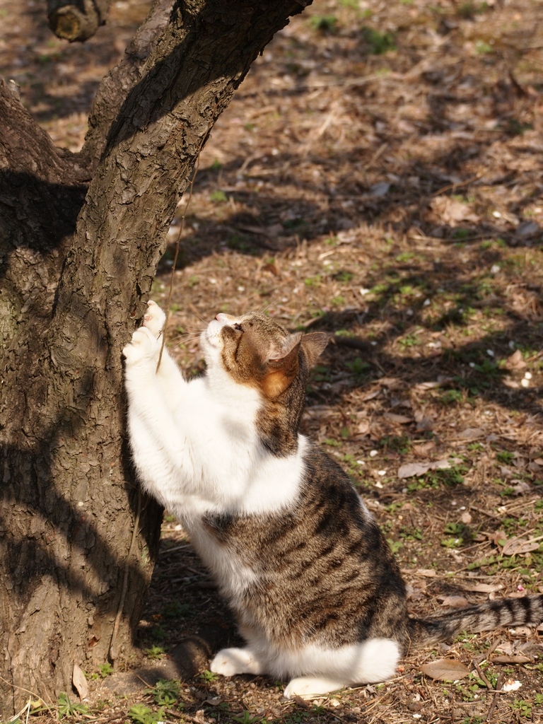 「梅林の猫」_a0133692_1834119.jpg