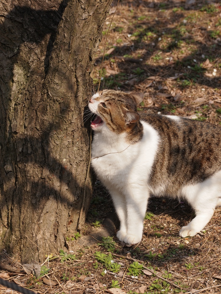 「梅林の猫」_a0133692_1835295.jpg