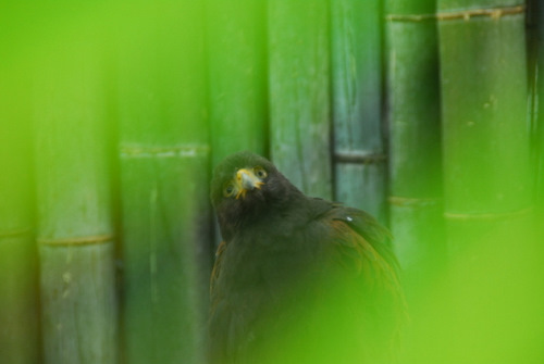 【神戸 花鳥園】3月5日ハーベスト実習。_f0144892_17565125.jpg