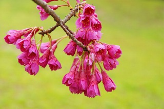 カンヒザクラ(桜④ 江戸の花と木)_c0187004_13244758.jpg