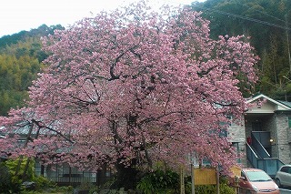 カンヒザクラ(桜④ 江戸の花と木)_c0187004_1325915.jpg