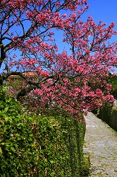 カンヒザクラ(桜④ 江戸の花と木)_c0187004_1328589.jpg