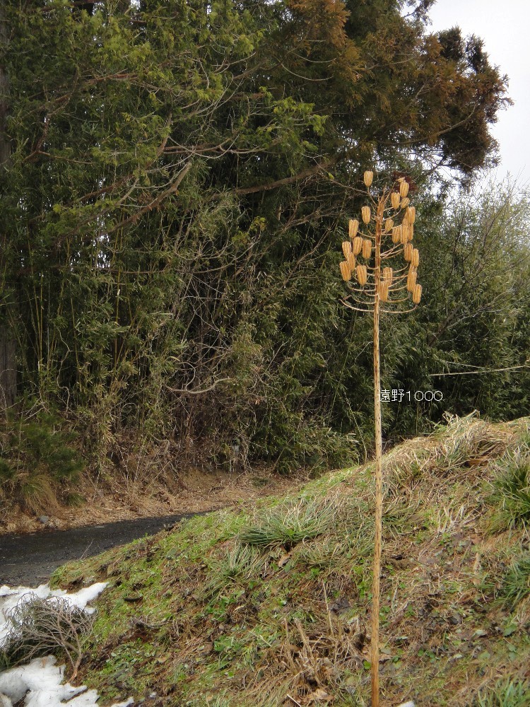 d0109319_742555.jpg