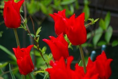 f0170524_10162645.jpg