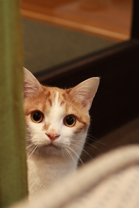 高松市片原町「猫カフェ ねこ日和」 : 新・間違いだらけの猫カフェ選び