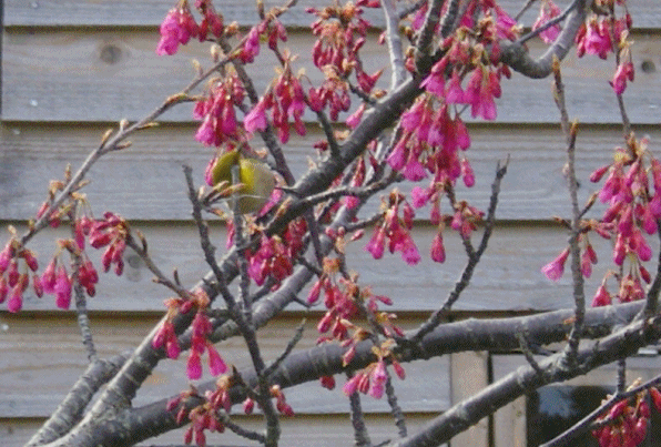 f0031546_23364589.gif