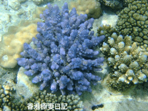 f0190653_10172230.gif