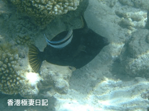 f0190653_10183123.gif