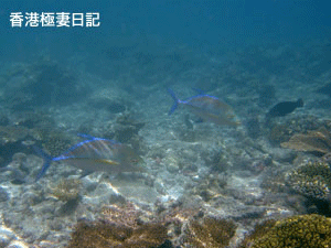 f0190653_10194688.gif