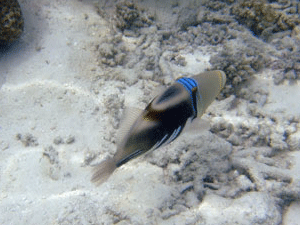 f0190653_1071996.gif